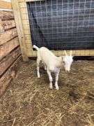 White Saanen Alpine Buckling - 3.5 Months Old