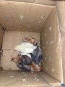 6 Barnyard Mix Chicks