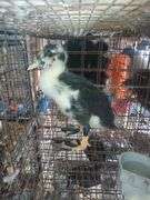 Young Ancona Call Cross Hen Duck "Nezbit"