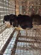 4 Mixed Bred Hollands - Unsexed