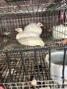 2 White Guineas