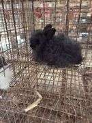 Black Angora Buck - 3 Months Old - Friendly
