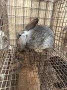 Mini Lop Cross Buck - 10 Wks Old