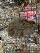 Aguti English Angora Doe