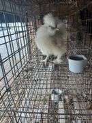 White Bearded Silkie Rooster