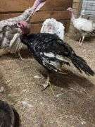 Black Bronze Tom Turkey - 3.5 Mos Old