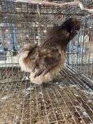 Silkie Rooster - 5 Mos Old - Show Quality