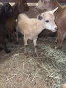 Tan Nigerian Dwarf Nanny - 2 Months Old