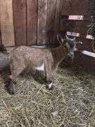 Brown Nigerian Dwarf Billy