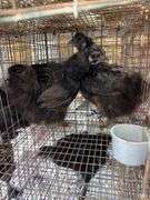 2 Silkie Hens