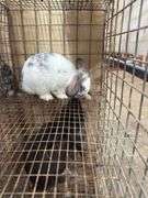 Mini Lop Cross Buck - 10 Wks Old