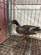 Mallard Drake