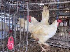 2 White Leghorn Hens