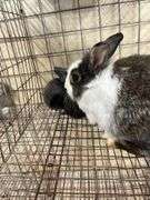 Lionhead Doe w/ 5 Bunnies - Sells As A Family
