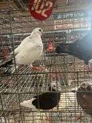 2 Homer Pigeons