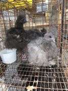 3 Bearded Silkies - 1 Silkie & 2 Showgirl
