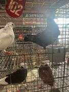 2 Homer Pigeons