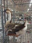 African Goose Hen