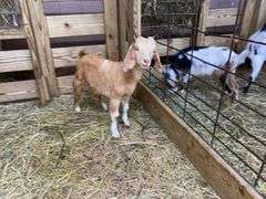 Tan & White Boer x Kiko Nanny