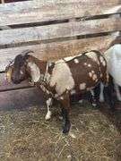 Brown & Tan Dapple Commercial Boer Wether "T-Bone"