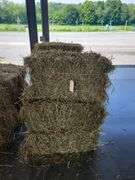 6 1st Alfalfa Orchard Timothy