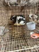 Mini Lop Cross Doe - 10 Wks Old