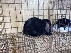 Mini Lop Cross Buck