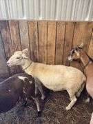 White Khatadin Ewe - 18 Months Old