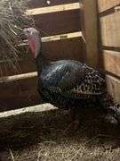 Hen Turkey