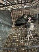3 Black Copper Maran Chicks