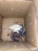 6 Barnyard Mix Chicks