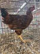 2 Roosters - 1 Silver Laced Wyandotte 1 Rhode Island Red