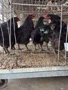 5 Black Australorp Roosters