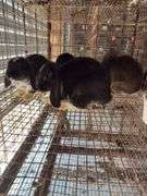 4 Mixed Bred Hollands - Unsexed