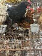 2 Barnyard Mix Chickens