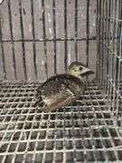 Indian Blue Peachick