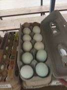 3 Doz Eating Eggs - 1 Jumbo, 1 Xlarge & 1 Large - Assorted Colors