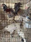2 Easter Egger Pullets