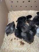 10 BC1 Olive Egger to Blue Copper Maran Chicks - 2 Wks Old