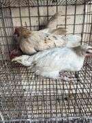 3 Leghorn Cross