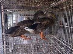 2 Rouen Ducks