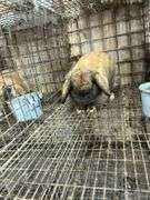 Brown Holland Lop Buck