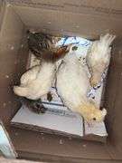5 Chicks - 3 White, 1 Brown Feather Bantam & 1 Brown Bantam