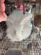 Albino English Angora Doe