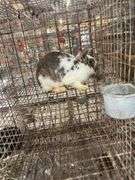 Mini Lop Cross Doe - 10 Wks Old