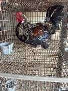 Easter Egger Rooster