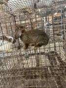 Mini Lop Cross Doe - 10 Wks Old