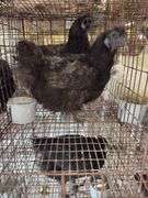 2 Silkie Hens