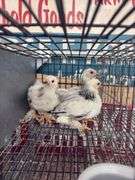 3 Light Brahma Chicks - Hatched 6/16/25