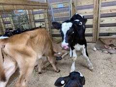 Holstein Heifer Bottle Calf - Had Colostrum
